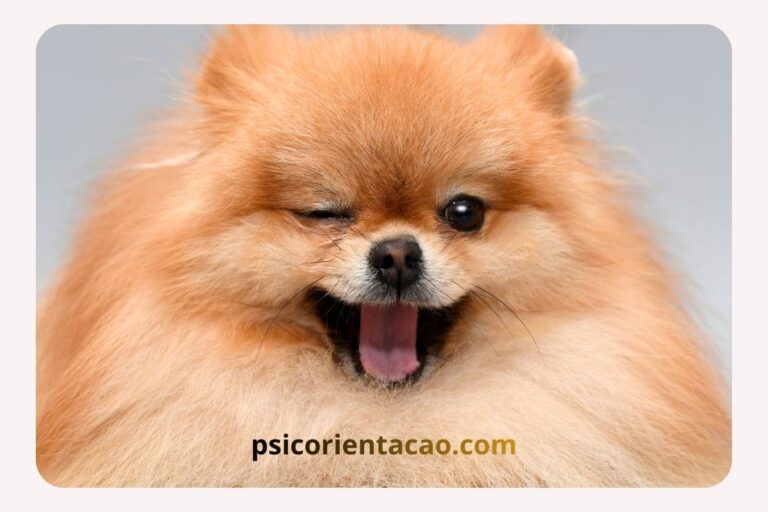 pagina-erro-404-cachorrinho-1.jpg