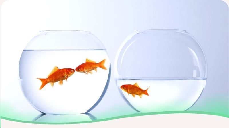 Uma imagem conceitual composta por dois aquários distintos. Em um deles, dois peixes nadam próximos, simbolizando um casal e a harmonia de uma relação. Ao lado, em um aquário separado, um único peixe observa atentamente o outro par através do vidro, com uma postura que sugere isolamento e vigilância. A imagem ilustra o "cenário onde acontece o ciúme": simboliza a sensação de exclusão e a mania de monitoramento que o ciumento desenvolve. Representa o "muro de vidro" emocional que separa quem sente ciúme da conexão real, destacando como a pessoa se sente uma espectadora da felicidade alheia, presa em suas próprias limitações e inseguranças enquanto foca sua energia no comportamento do outro