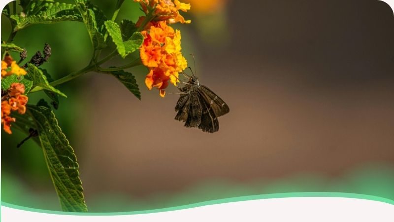 Borboleta cinza pousada em flor amarela simbolizando a busca por serenidade e sentido diante da finitude